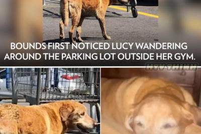 Woman Rescues Stray Dog