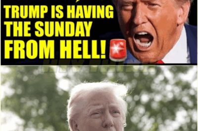 Trump PANICS As His ENTIRE CABINET Gets WRECKED On LIVE TV
