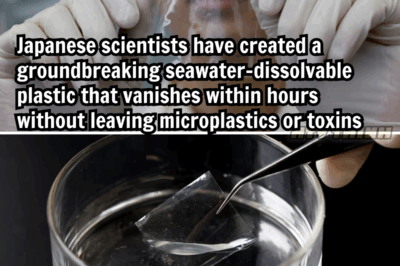 A plastic that disappears in hours? Japanese scientists unveil ocean-safe breakthrough that could end marine pollution as we know it