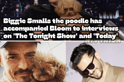 Orlando Bloom’s Unlikely Companion: Meet Biggie Smalls, the Tiny Dog Stealing the Spotlight on His Latest Press Tour