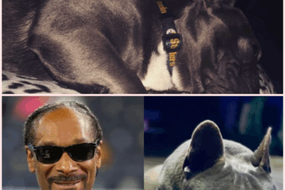 Heartbreak in the Dogg House: Snoop Dogg Mourns the Loss of His Beloved French Bulldog Juelz in a Tribute That Has Fans in Tears