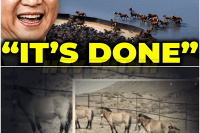 They Released A Herd Of Extinct Horses Into China’s Desert… What Happened Next Shocked Biologists