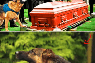Furious Dog Continuously Barks at Its Owner’s Casket. When They Open It, Bystanders React in Terror!