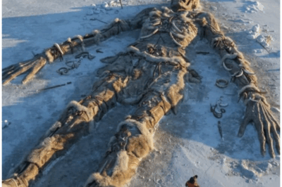 🇧 🇸 – Siberia’s Frost Giant: A Discovery That Could Rewrite Human History
