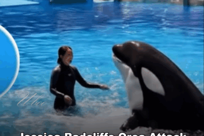 Jessica Radcliffe Orca Attack Real Video | Jessica Radcliffe Video | Jessica Radcliffe Whale Attack