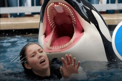 Jessica Radcliffe Orca Attack Video | Jessica Radcliffe Attacked by Orca