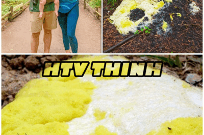 Vanished in the Redwoods: What Hikers Found Growing on a Tree Will Haunt You Forever – HTT