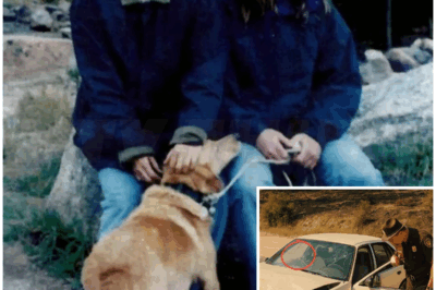 🐻 Young Couple Vanished in 1993 — A Clue Found in a Burned-Out Forest 31 Years Later Blew the Case Wide Open