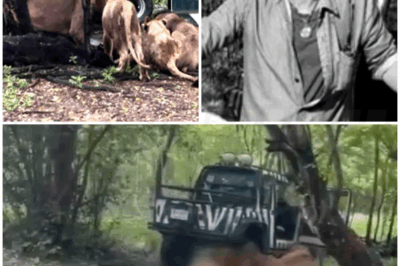 🐧 – Tragedy At Safari World: Beloved Staff Member Mauled To Death By Lions In Front Of Horrified Tourists