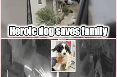 Hero Dog Extinguishes Live Dynamite in Peruvian Journalist’s Yard, Saving Family from Deadly Blast