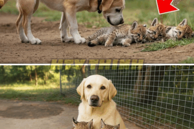 When Friendship Turns Wild: The Shocking Fate of a Dog and His Bobcat Family!