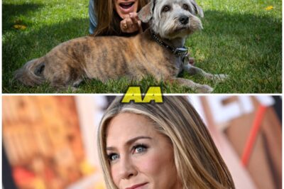 “Jennifer Aniston’s Love for Animals: Actress Quietly Adopted Over 10 Dogs and Reveals the Emotional Reason Why”