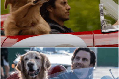 The Heartfelt Journey of The Art of Racing in the Rain