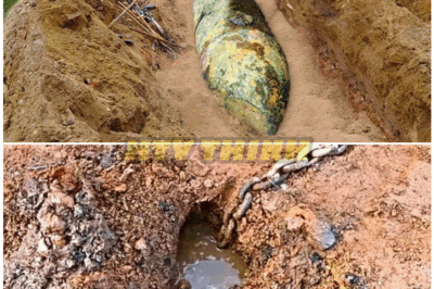 🦊 “He Dug Up Something STRANGE in His Backyard… What the Police Found Next Was So DISTURBING, They Sealed Off the Entire Area 🚨”