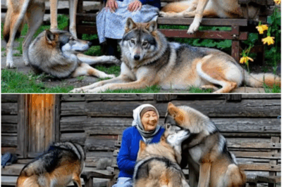 The Incredible Tale of the Old Woman and the Four Wolf Cubs