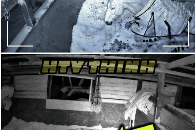 The Midnight Guardian: What Mark’s Camera Revealed Will Leave You Speechless – HTT