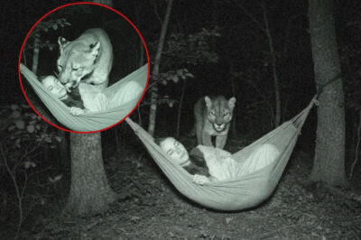 The Night Kevin Paid a Visit: An Unexpected Encounter with a Mountain Lion