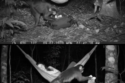 Monkey Steals Bow for His Daughter: A Heartwarming Encounter in the Wild