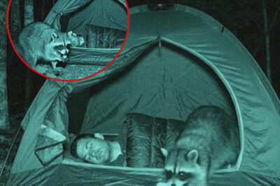 Raccoon Captured Trading Acorn for Sandwich: A Surprising Encounter in Yosemite