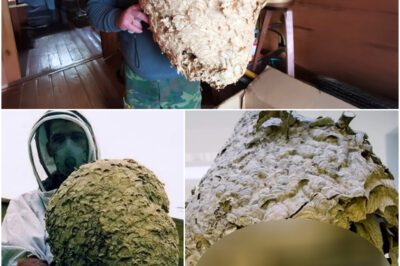 He Thought It Was a Normal Hornet’s Nest, Until Experts Took a Closer Look…
