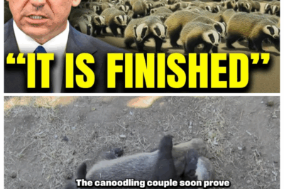 Everyone Mocked Florida’s ‘Crazy’ Honey Badger Plan — Until the Swamps Went Silent