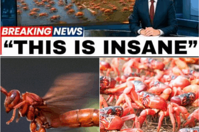 🐝 “The Terrifying Experiment on Crab Island: What Happened After They Released MILLIONS of Wasps 😳”
