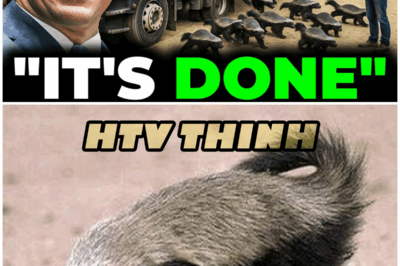 😱 Florida’s Secret Weapon Against Pythons? The Truth About Honey Badgers Will Stun You! 😱 – HTT