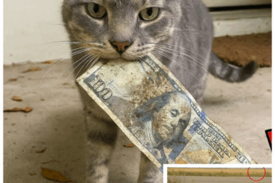 🐱💰 Cat’s Wet Dollar Deliveries Spark a Dangerous Chase — Owner’s Discovery Will Shock You! 🌧️🚨👇 When the cat kept bringing home soaked dollar bills, the owner’s instincts kicked in, leading to a thrilling and emotional investigation. What started as a cute mystery turned into a chilling revelation involving betrayal, danger, and a secret that could ruin lives. This is more than a pet story — it’s a dramatic expose filled with suspense and shocking twists! Find out what the cat uncovered!👇
