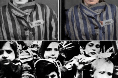 🕯️ “She Didn’t Even Speak the Language” — The Forgotten Child of Auschwitz and the Photograph That Refused to Die