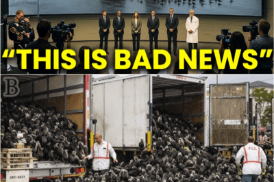 😱🔥 “They Unleashed an Army to Fight the Rats… But No One Expected What Came Next”