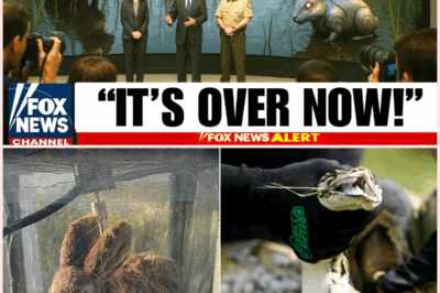 Florida’s Wild Experiment: Robotic Rabbits Unleashed to Combat Python Invasion!