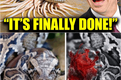 💥🌴 “They Mocked Florida’s ‘Insane’ Plan to Fight the Snake Invasion… Now the Results Have the Whole World in Shock”