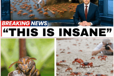 Millions of Wasps Unleashed on Crab Island: The Shocking Battle to Save an Ecosystem!