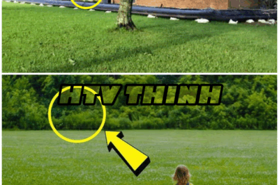The Genius Behind the ‘Worst Fence Ever’ – You Won’t Believe What Happened Next! – HTT