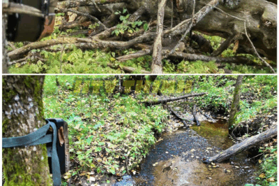 🦊 HIDDEN FOR 90 DAYS: Wildlife Camera Left by Stream Picks Up TERRIFYING Visitor—Experts Can’t Explain What They’re Seeing 😨👣