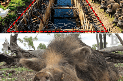 🐻 “The Secret Trick Farmers Use To Trap Entire Armies Of Wild Boars — It’s So Simple It’s Scary 😳🔥”
