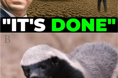 🌪️ “They Laughed When Florida Released Hundreds of Honey Badgers — Now the State Is Facing Something Unbelievable 😳🐾”