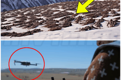 🐻 Drone Makes A Chilling Discovery On Mountain, No One Is Supposed To See This