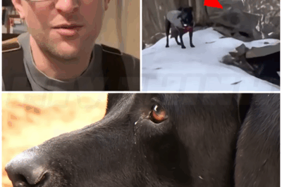 🐻 Hiker’s Dog Forces Him Off Trail — Then He Discovers the Shocking Truth