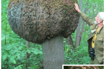 🪓🌳 Massive Tree Lump Cut Open by Lumberjack Unveils a Shocking Hidden Truth! 😲💔 The forest held its breath as a lumberjack’s gut instinct led him to slice open a huge lump on a tree, revealing a secret that shook him to his core. This emotional and psychological saga uncovers betrayal, mystery, and a shocking twist that no one saw coming. Step into the drama and discover the haunting truth hidden beneath the bark!👇