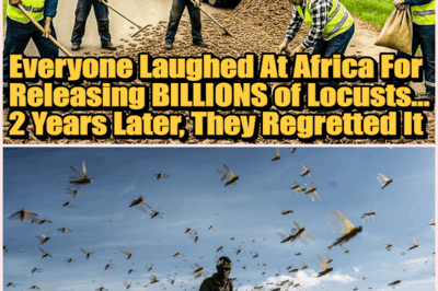 From Plague to Protein: How Africa’s Bold Locust Experiment Turned Skepticism into Sustainable Success!