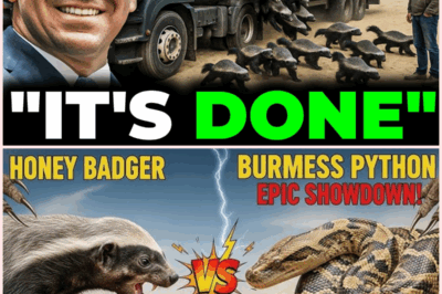 Florida’s Wild Experiment: Did Honey Badgers Just Save the Everglades from Burmese Pythons?