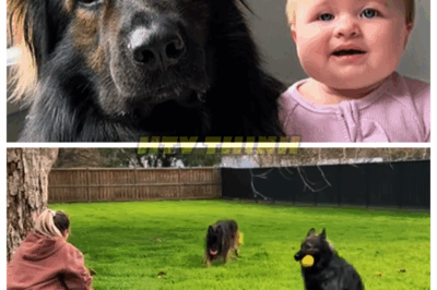 👑 “Dangerous” Rescue Dog Refused to Leave Baby’s Room
