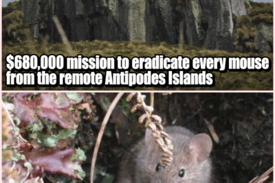 They Eradicated Every Last Mouse on a Remote Island—What Happened Next Will Shock You!