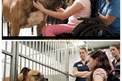 Paralyzed Girl Meets the Most Aggressive Dog in Shelter What Happened Next Left Everyone in Tears