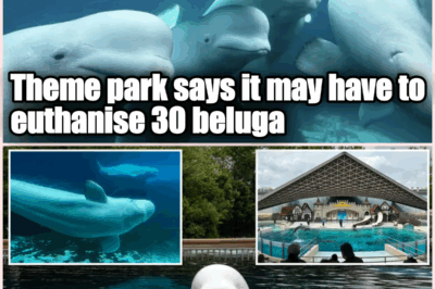 Theme park says it may have to euthanise 30 beluga whales unless it is allowed to export them to China