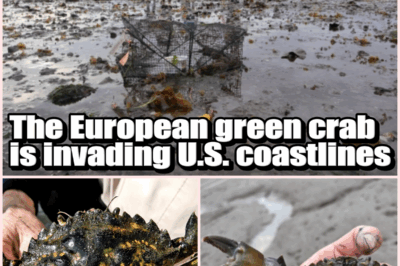 The Green Crab Invasion: How a Tiny Creature is Wreaking Havoc on America’s Shores!