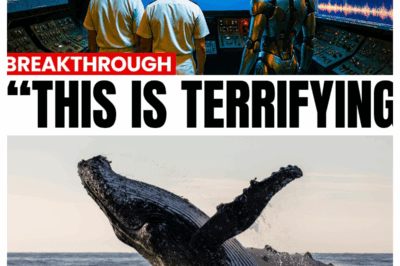 👑 Scientists Just Decoded the Language of Whales Using AI — What They Heard Shocked the World! 😱🌊