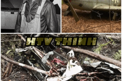 Fighter Pilot Vanished in 1943 – 60 Years Later, His Rusted Plane Was Found in a Forest… – HTT