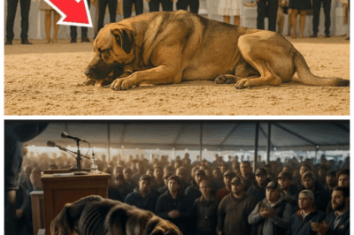 Rejected Dog At Auction Is Bought By A Young Man, And What Happens Next Moves Everyone...